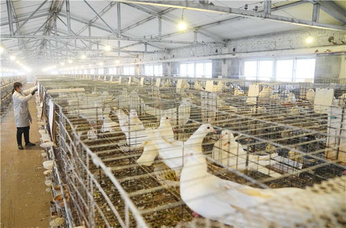 新华社聚焦丨肉鸽养殖助农增收