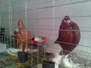 北京观赏鸽养殖场北京淑女多少钱一对供应商 山东盛兴养殖繁育基地