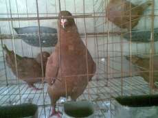 我的图库 山东大型肉鸽种鸽养殖场