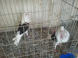 肉鸽养殖基地 种鸽养殖 观赏鸽养殖 山东旺隆鸽业