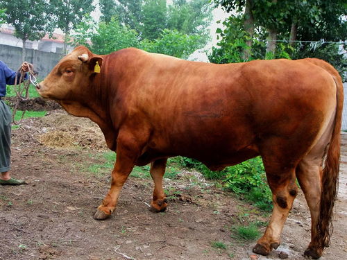 小黄牛多少钱一头 肉牛多少钱一头