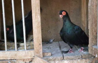 肉鸽饲料及保健砂配方,养殖周期多长