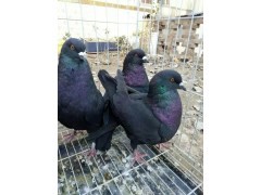 肉鸽养殖|肉鸽种鸽价格|鸽子养殖场