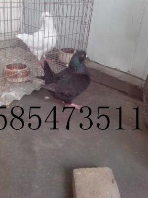 肉鸽品种养殖新疆乌鲁木齐元宝鸽出售