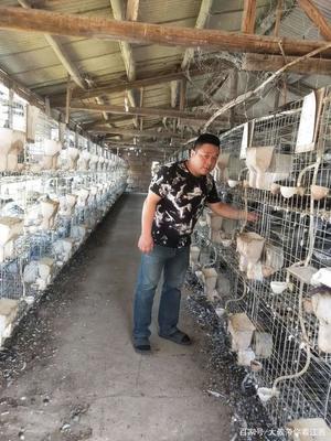 贵溪市肉鸽养殖成新兴产业,为村民插上致富“翅膀”